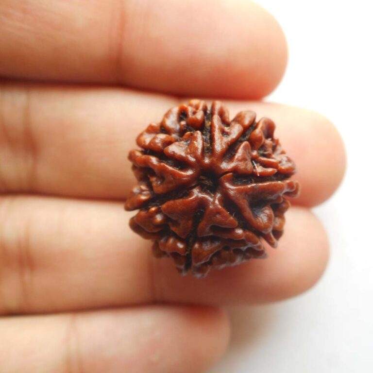 7 mukhi rudraksha