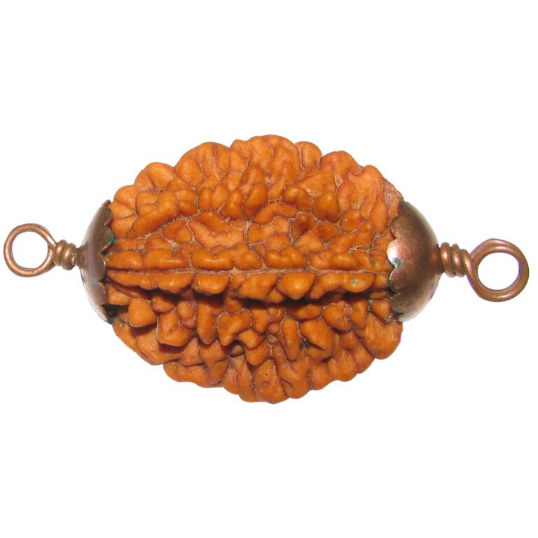 2 Mukhi Rudraksh